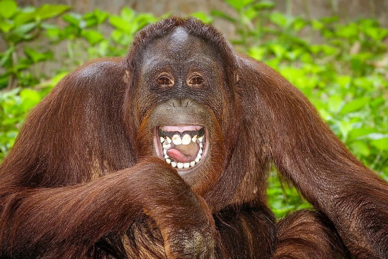 Unoscatto Ravvicinato Di Un Orangutan