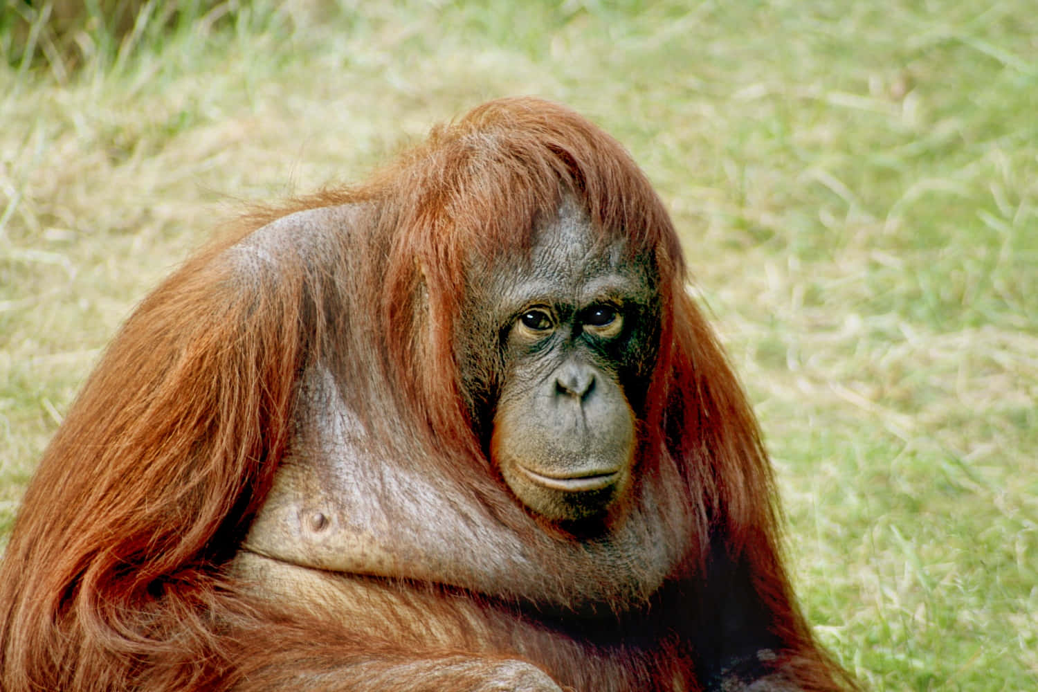 Un'orangosi Dondola Tra Gli Alberi In Una Riserva Naturale