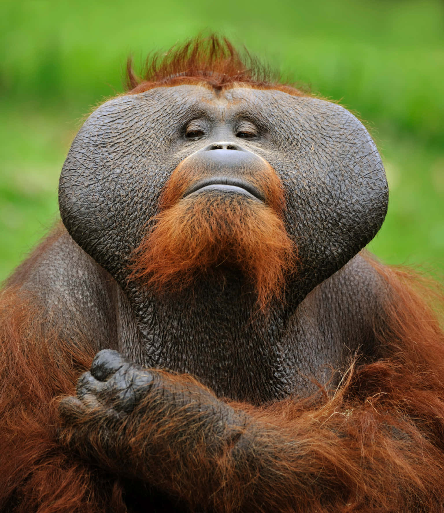 A Curious Orangutan Reaching Out in Nature