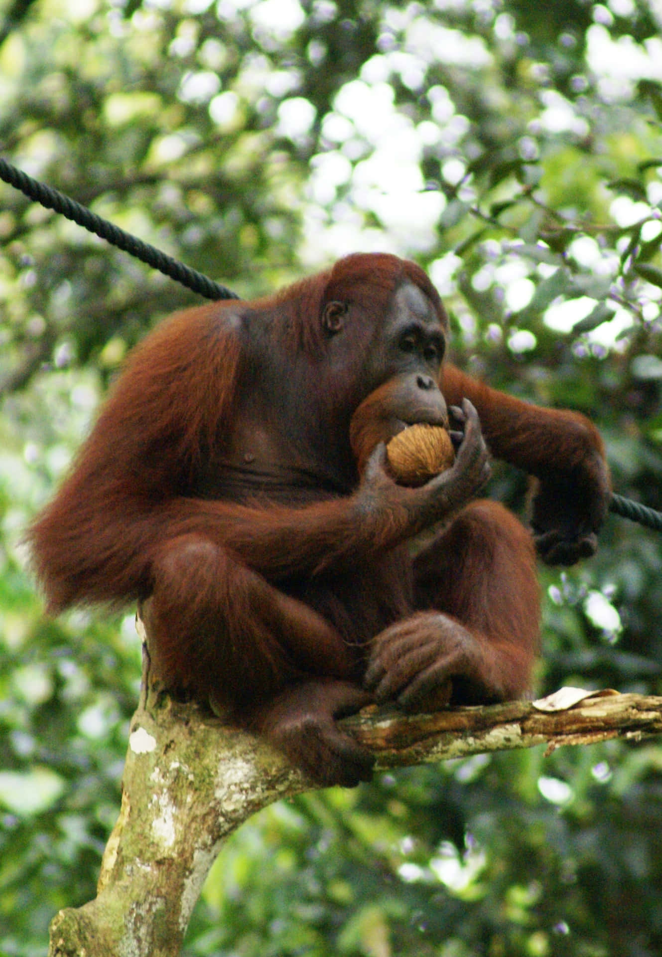Orangotangobebê Adorável.
