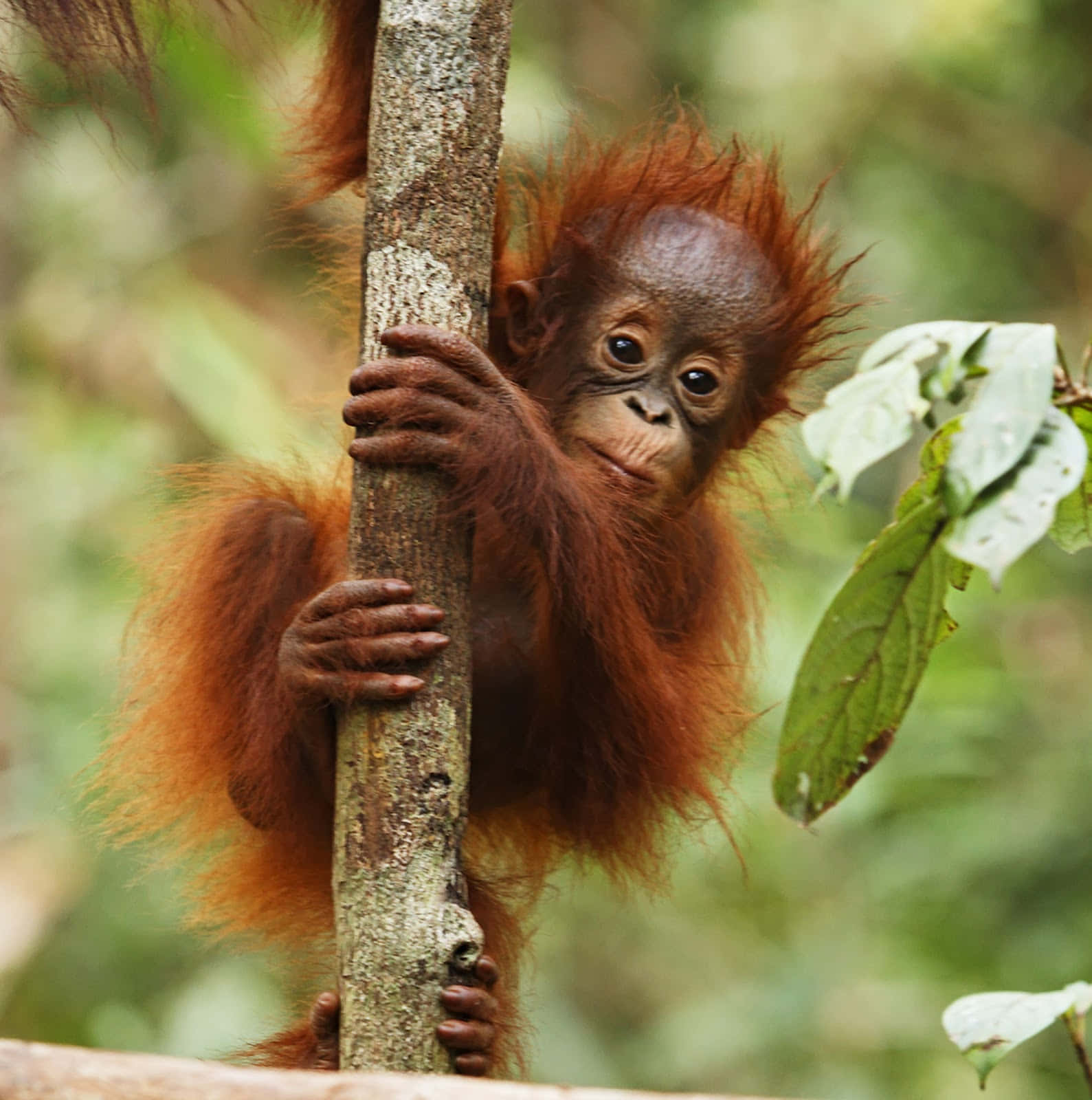 An orangutan in its natural habitat.