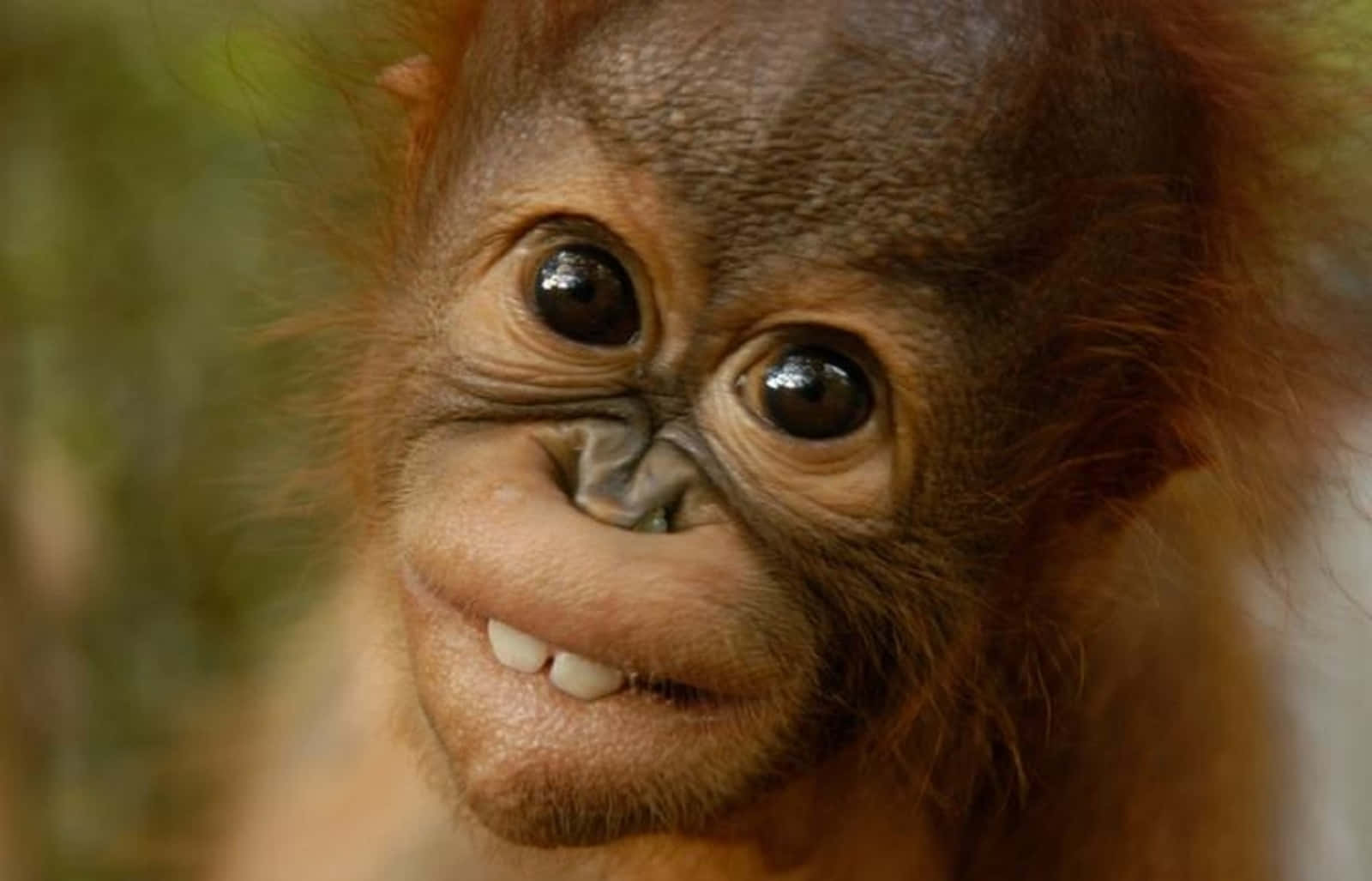 Uncucciolo Di Orangutan Sorride Alla Fotocamera