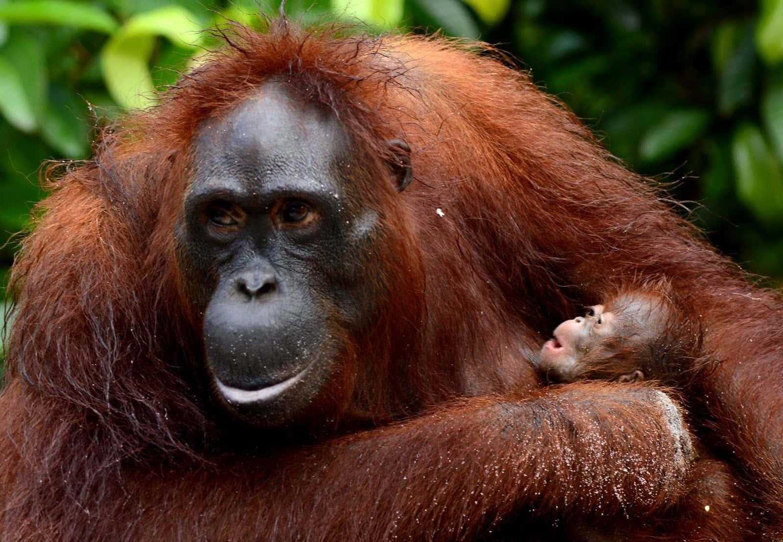 Uncucciolo Di Orangotango Stringe Sua Madre