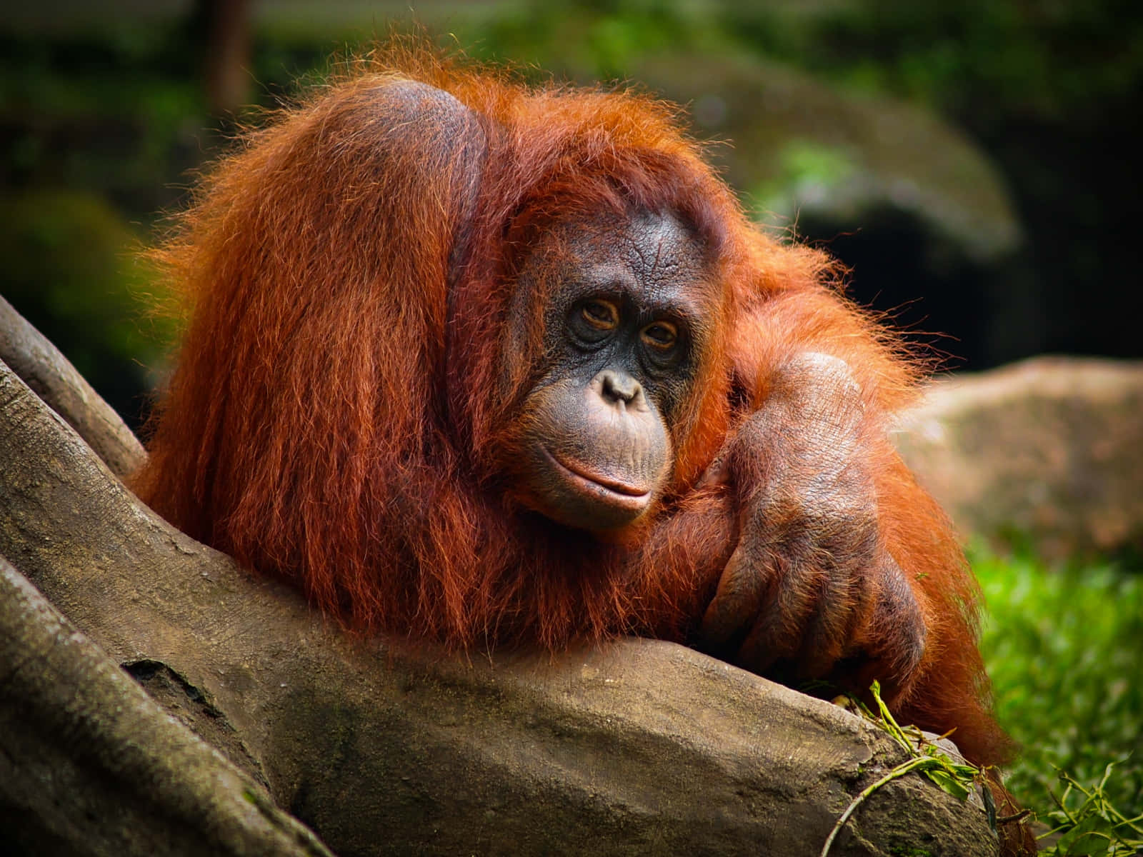 Nysgerrigbaby Orangutang