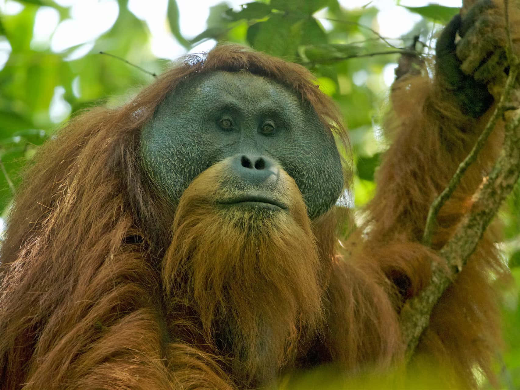 Unbellissimo Orangutan Seduto Su Un Ramo Di Albero.