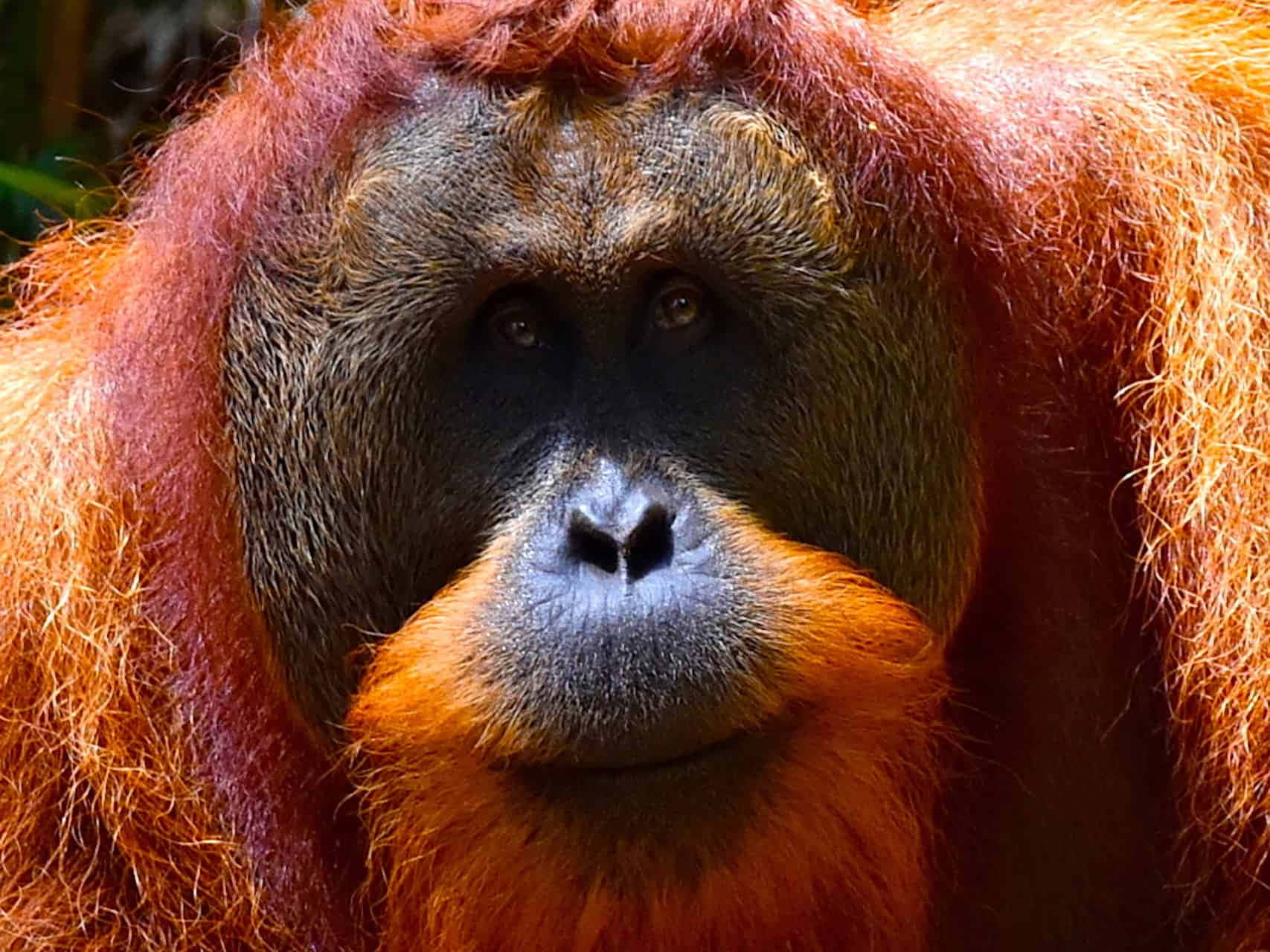 An Orangutan Sitting in a Tree