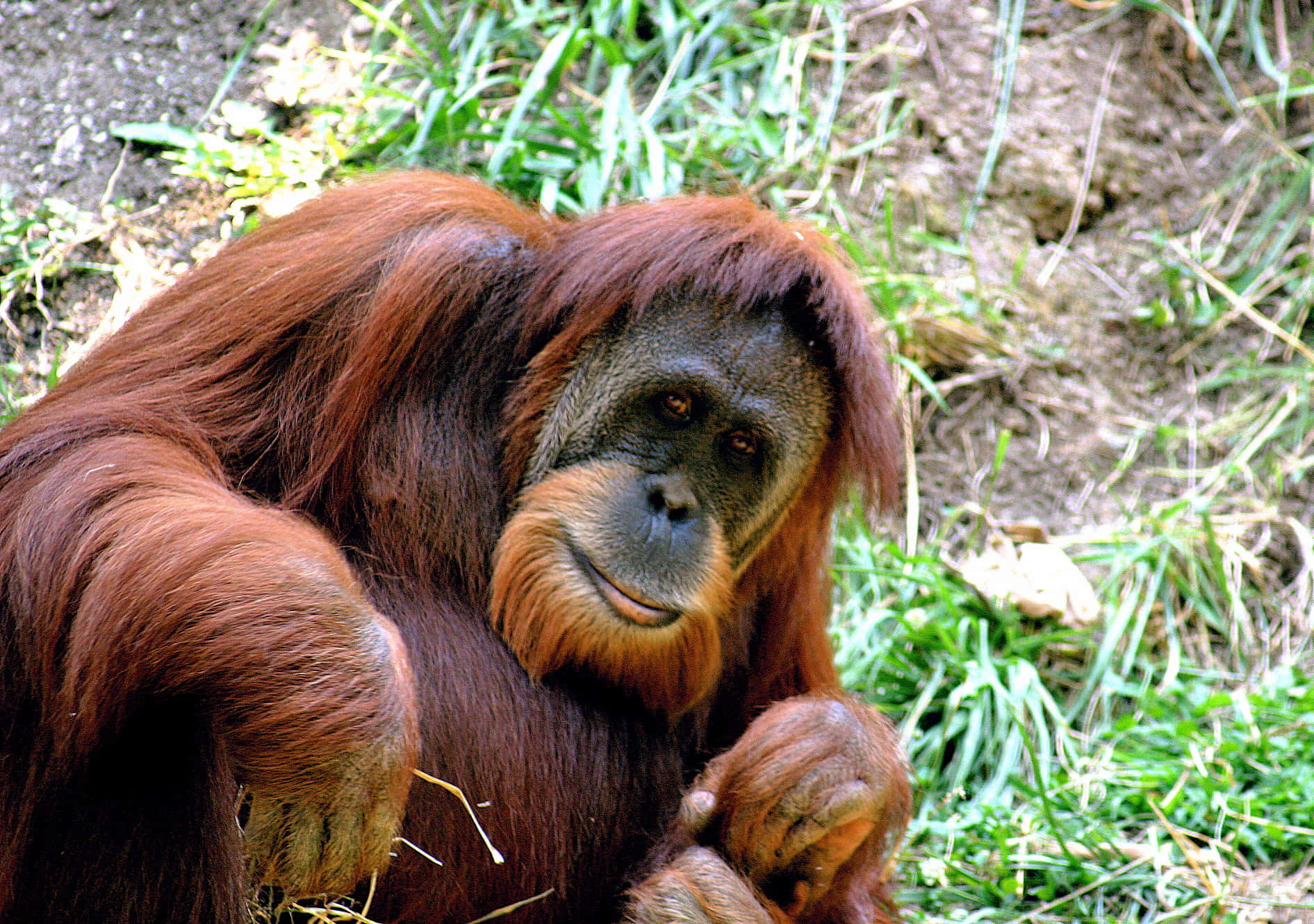 Unascimmia Orangutan Marrone Seduta Per Terra