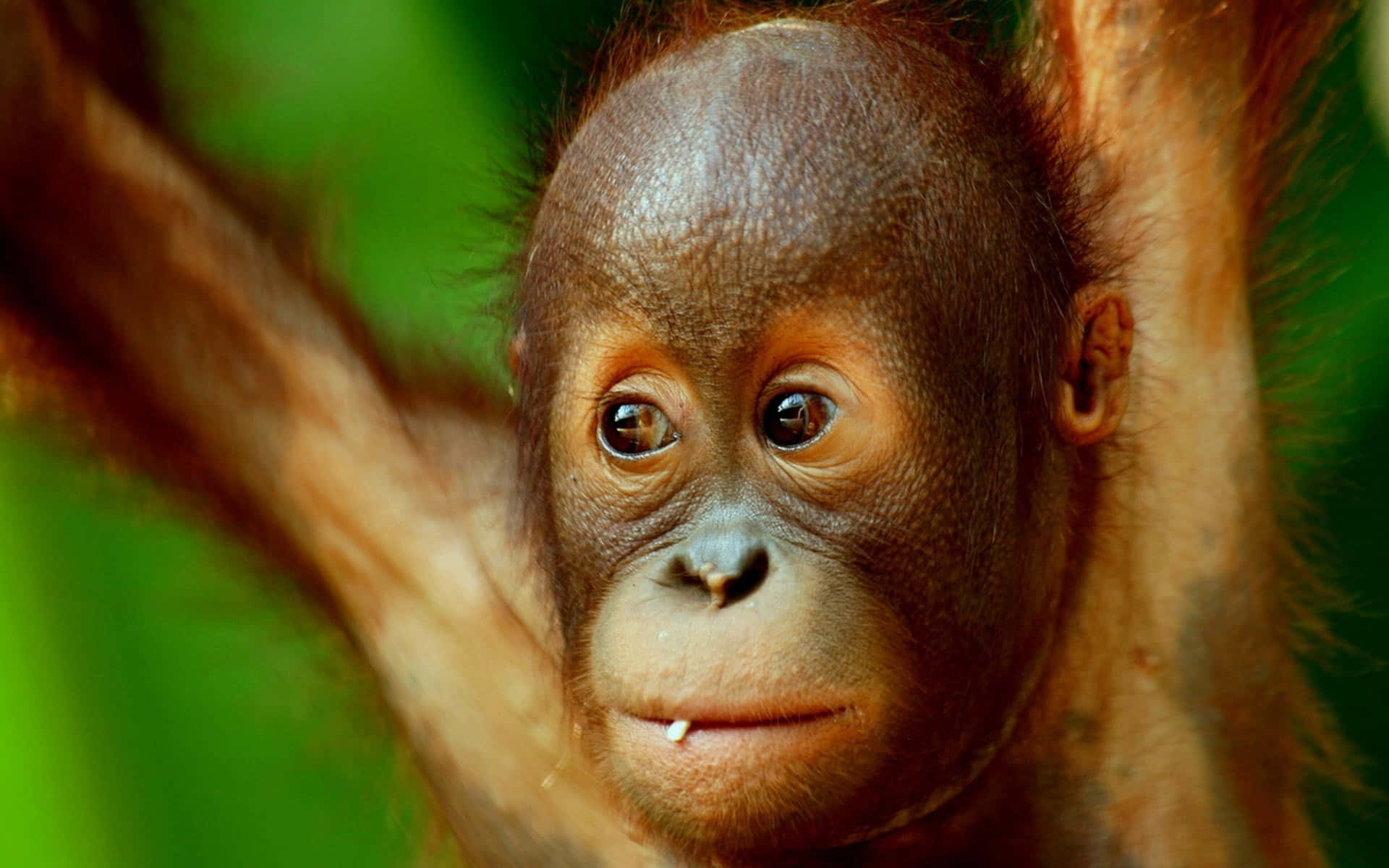 Orangutansbebis I Djungeln