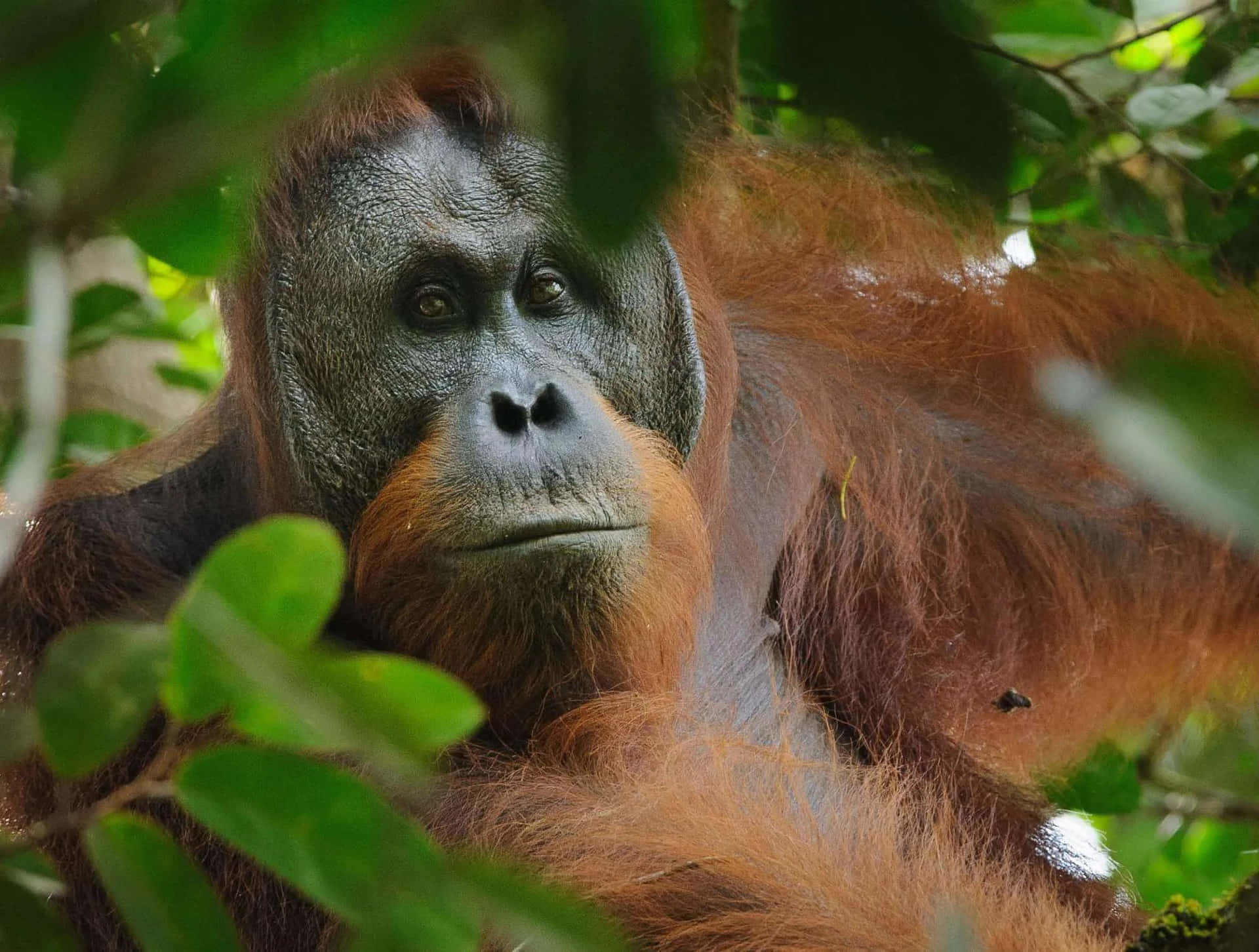 Unmaestoso Orangotano Che Ricorda La Natura