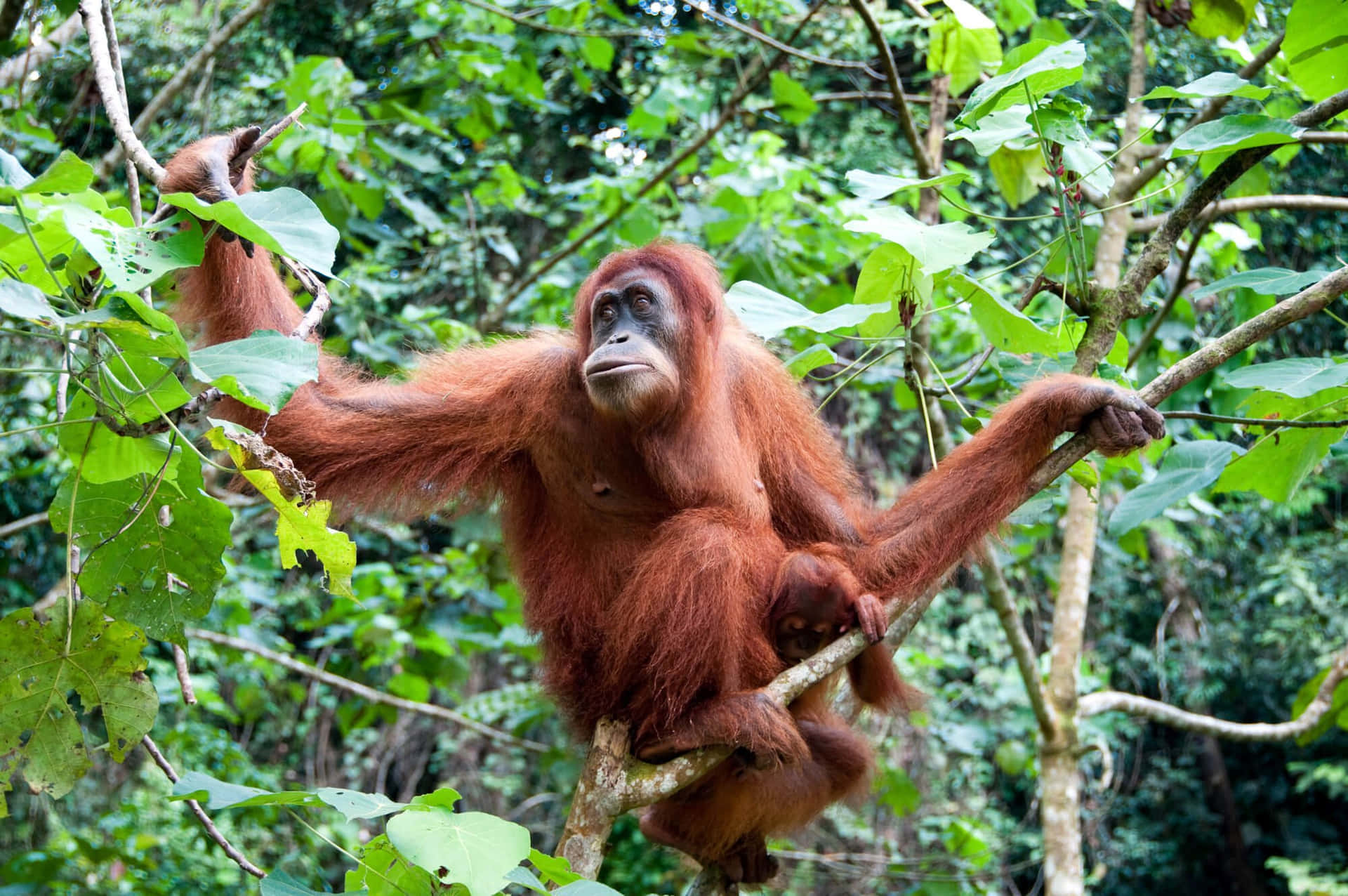 An Orangutan Swinging in the Jungle