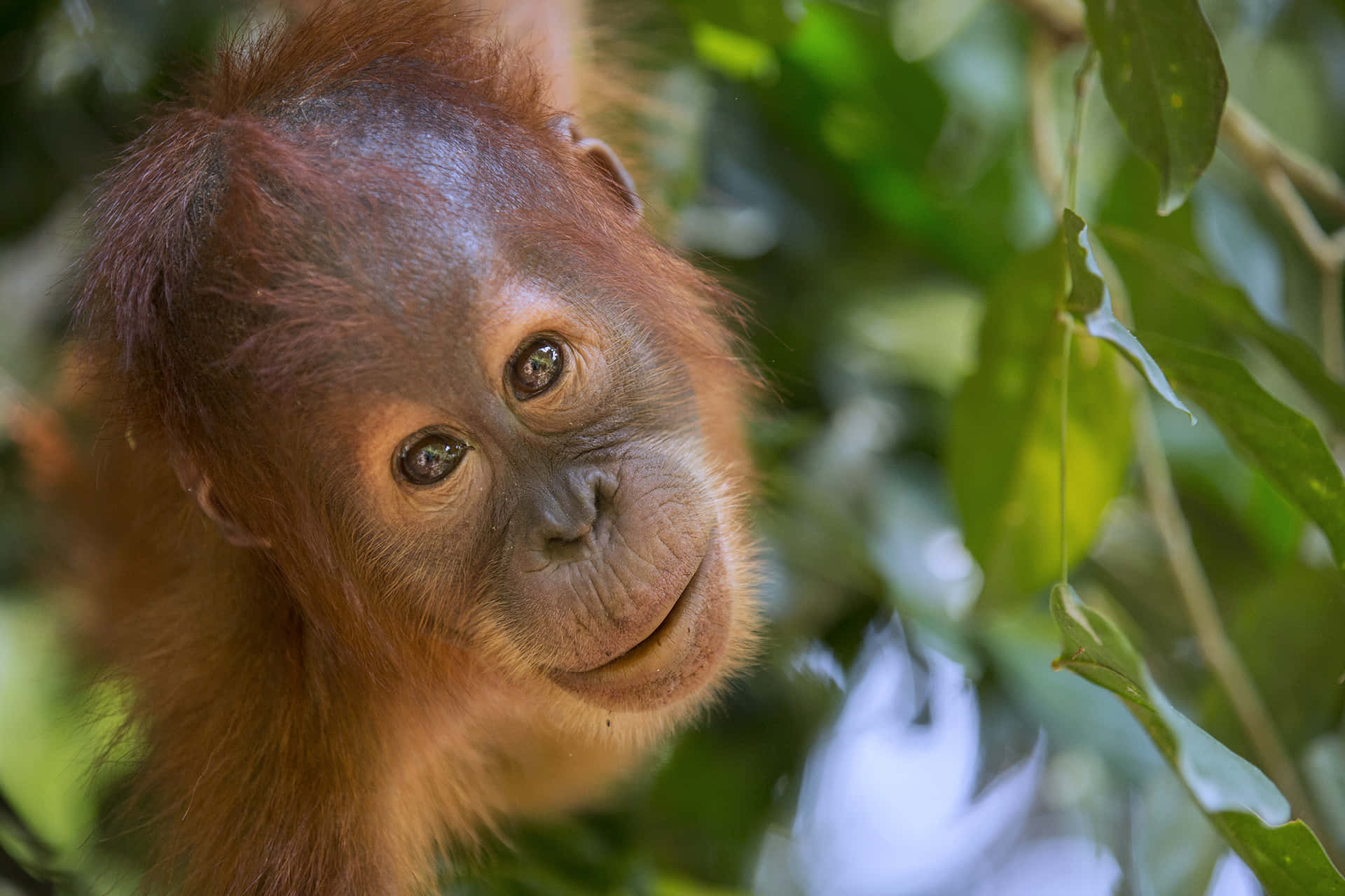 Ennärbild Av En Orangutang