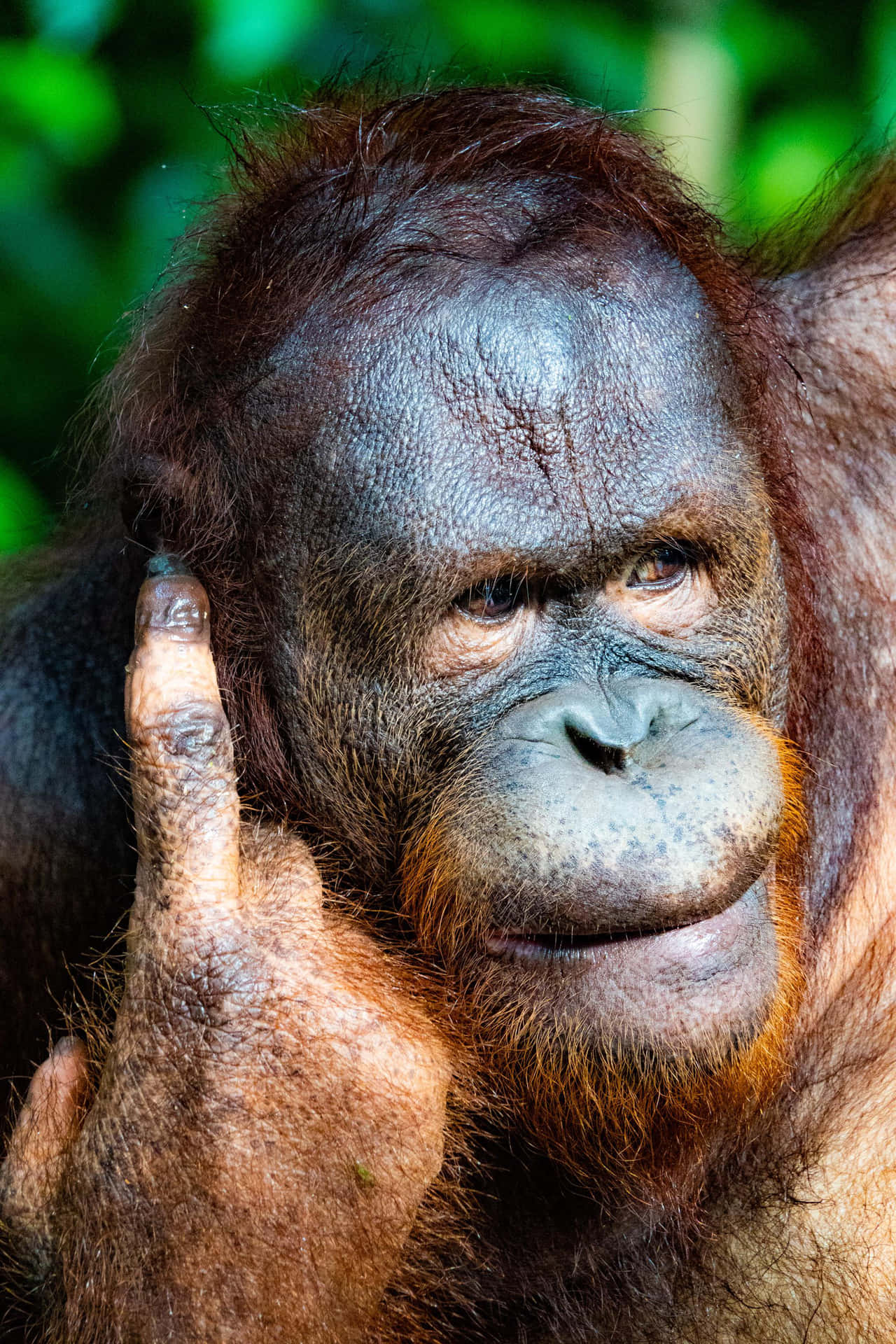 An Orangutan Sitting Comfortably on a Tree Branch