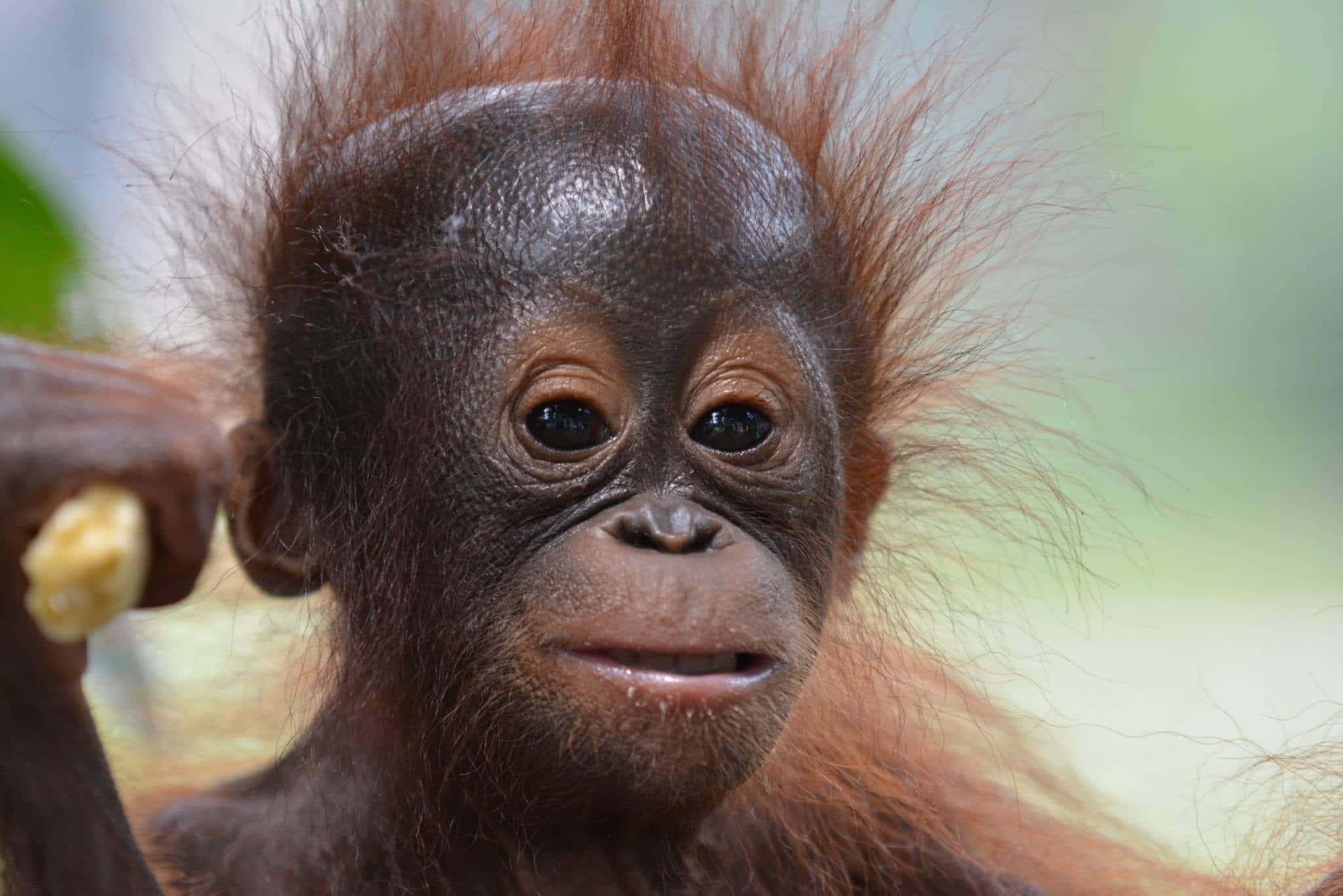 Immagineun Orangutan Seduto Su Un Albero Durante Un Pisolino Pomeridiano.