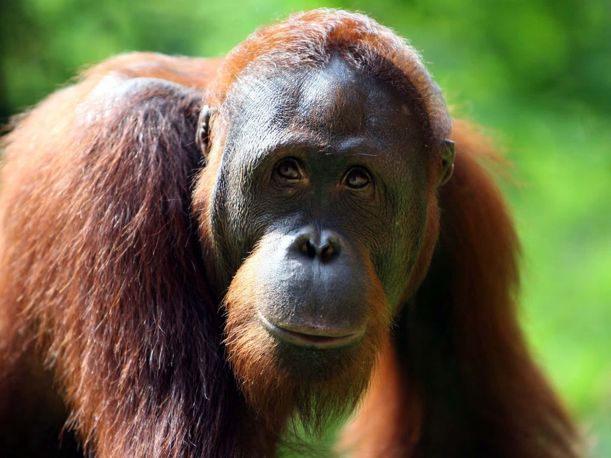 An Orangutan in its Natural Habitat
