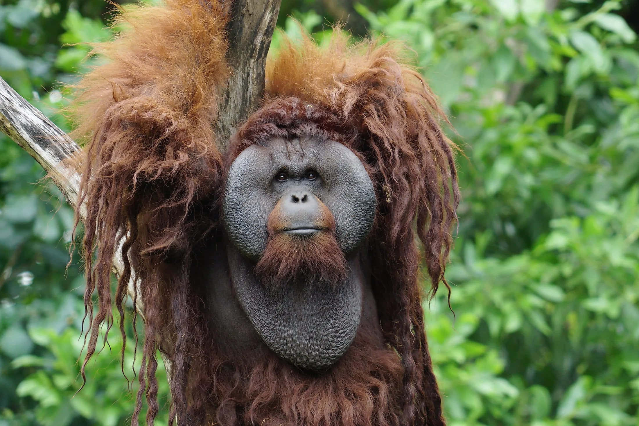 An Orangutan Hanging On A Tree