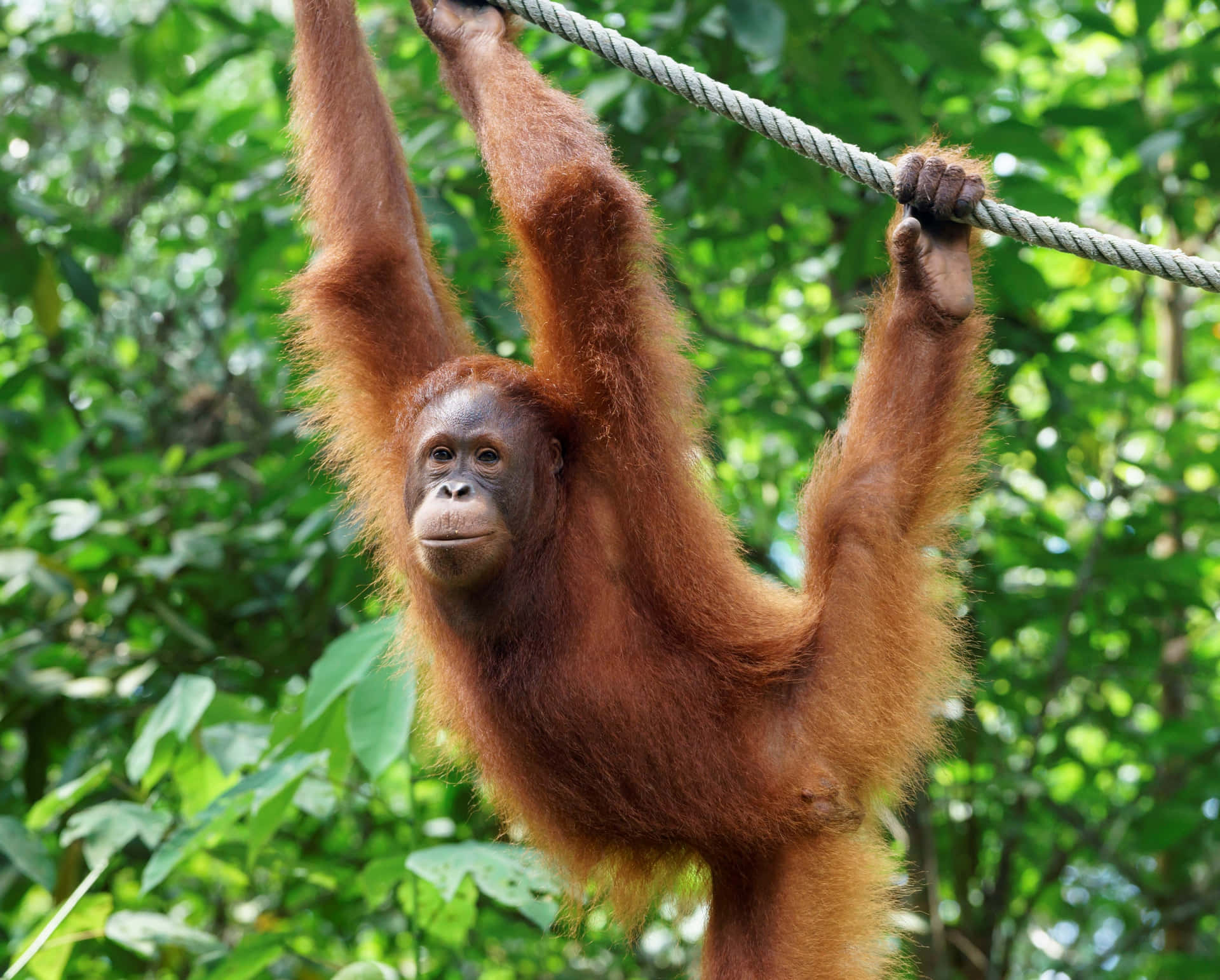 An Orangutan with a friendly smile