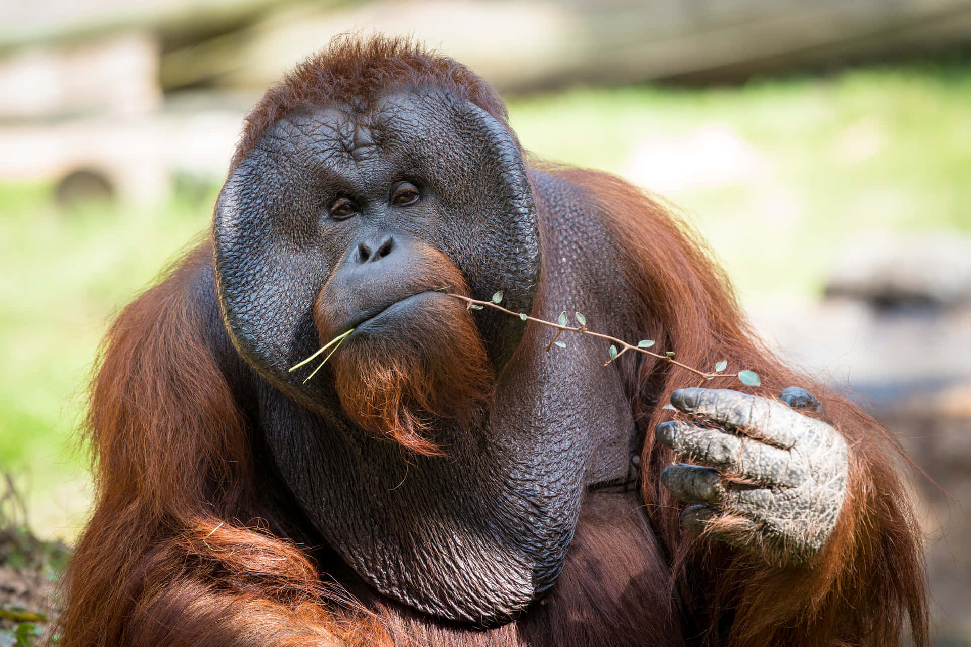 An orangutan enjoying life at the nature reserve.