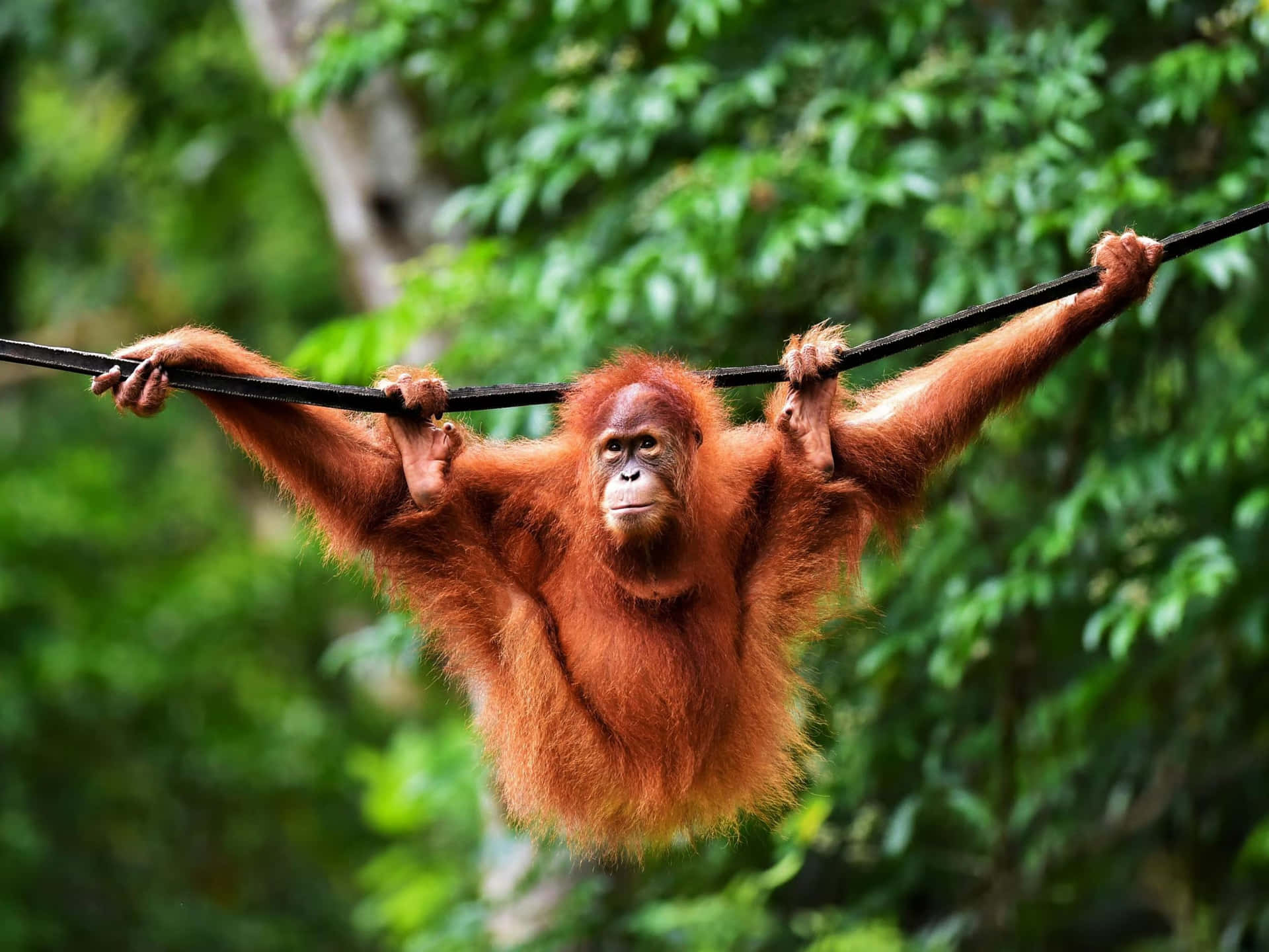 Umbebê Orangotango Curioso Olha Para Fora De Sua Árvore.