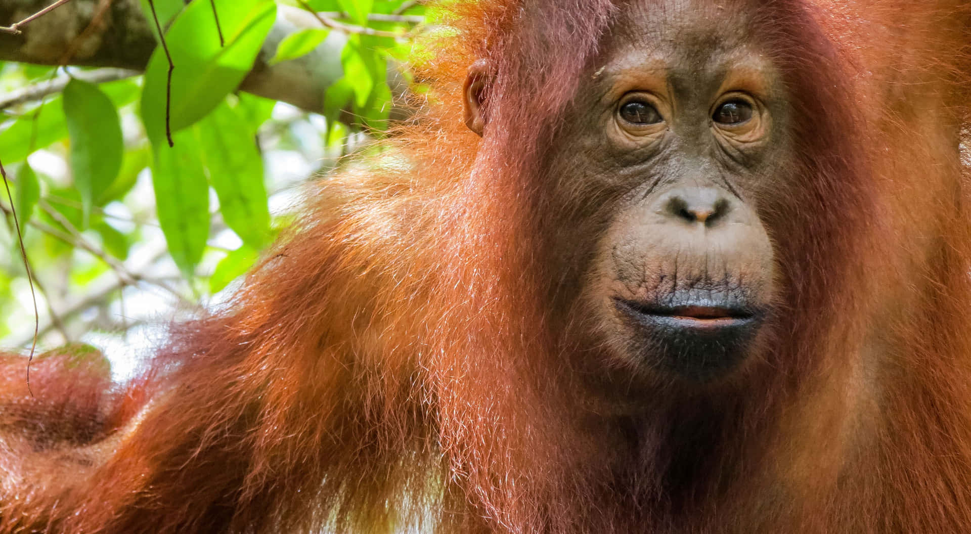 Orangutan enjoying a tasty treat!