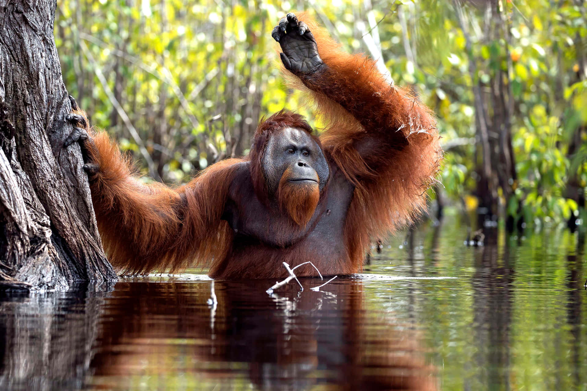 Enutrotningshotad Orangutang I Sin Naturliga Livsmiljö.