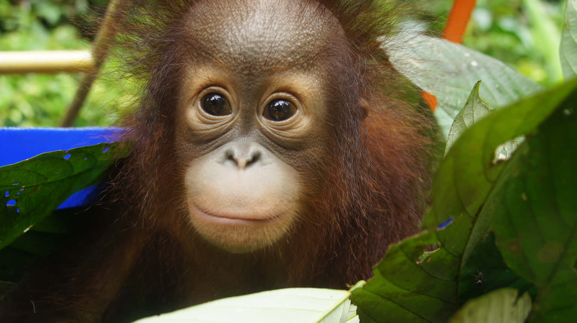 Etiøjnefaldende Portræt Af En Orangutang.