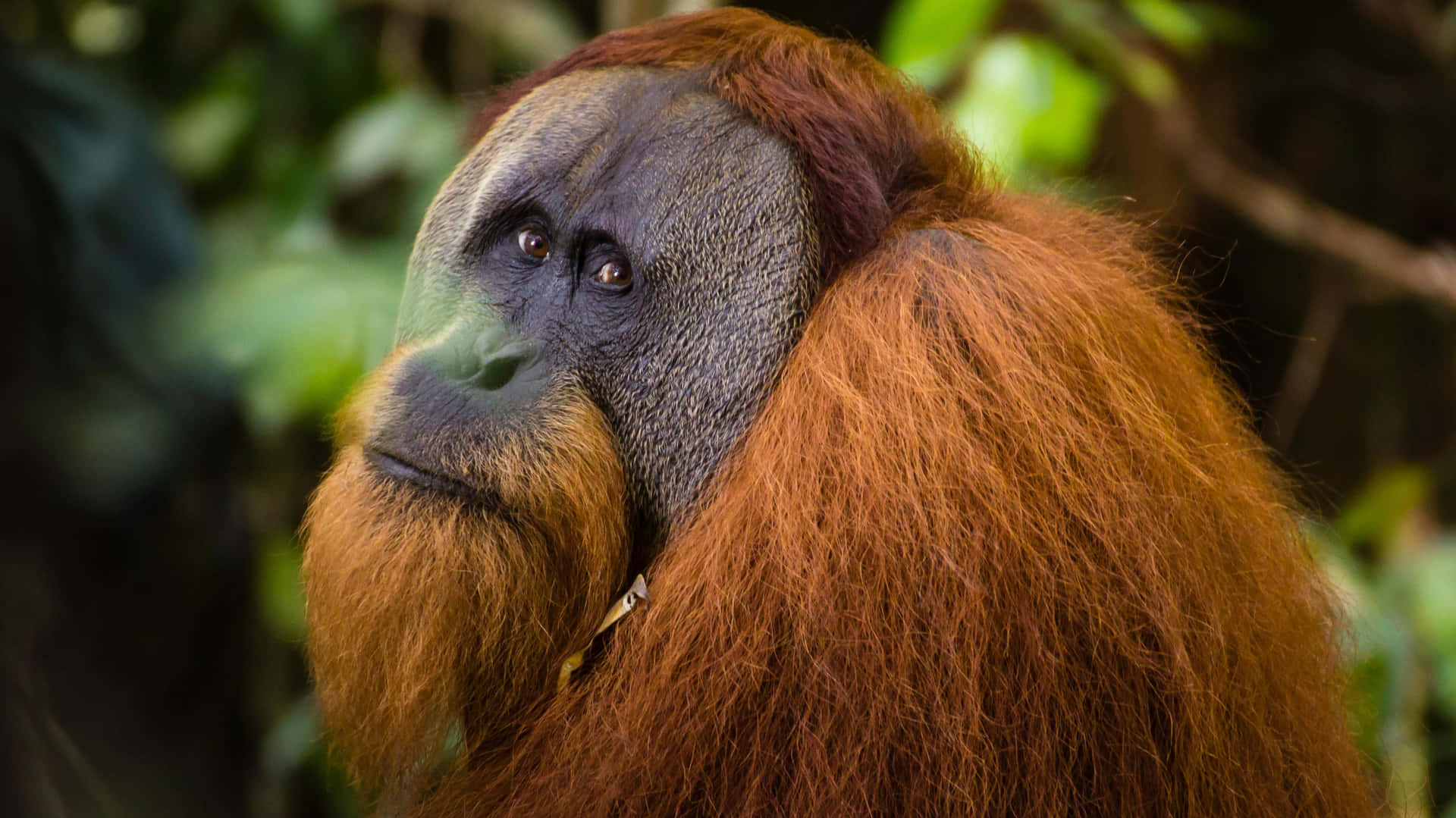 Her Majestic Swing: An Orangutan Enjoying the Nature