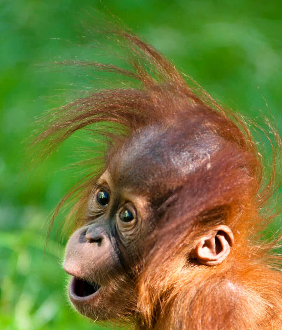 A Baby Orangutan With A Long Hair