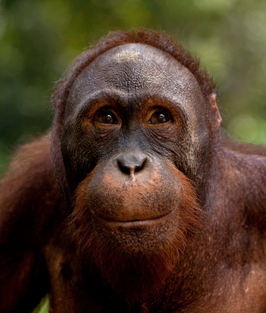 Envacker Bebis Orangutang Som Vilar I Sin Mammas Armar