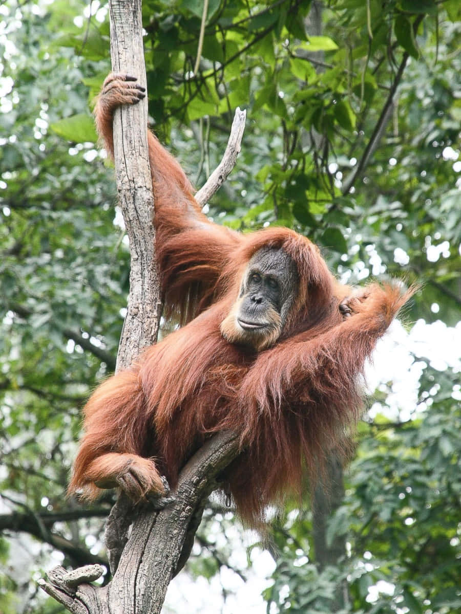 Unascimmia Orangutan È Seduta Su Un Ramo Dell'albero