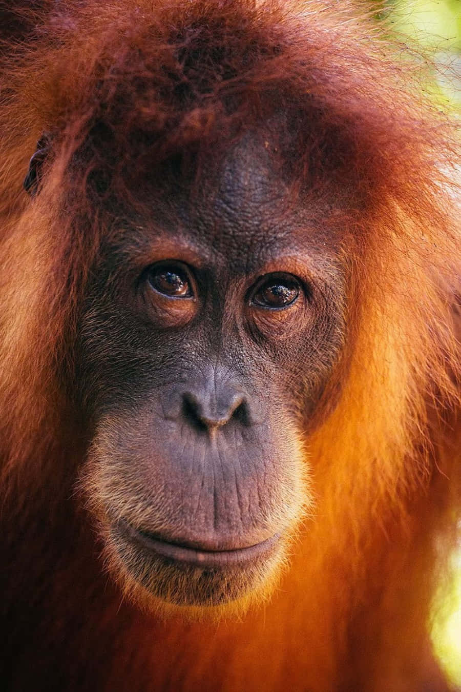 An Orangutan Relaxing in its Natural Habitat