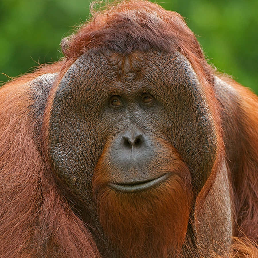 Quest'orangutansta Prendendosi Del Tempo Per Rilassarsi Nella Giungla.
