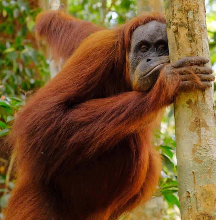 A juvenile orangutan in its natural habitat