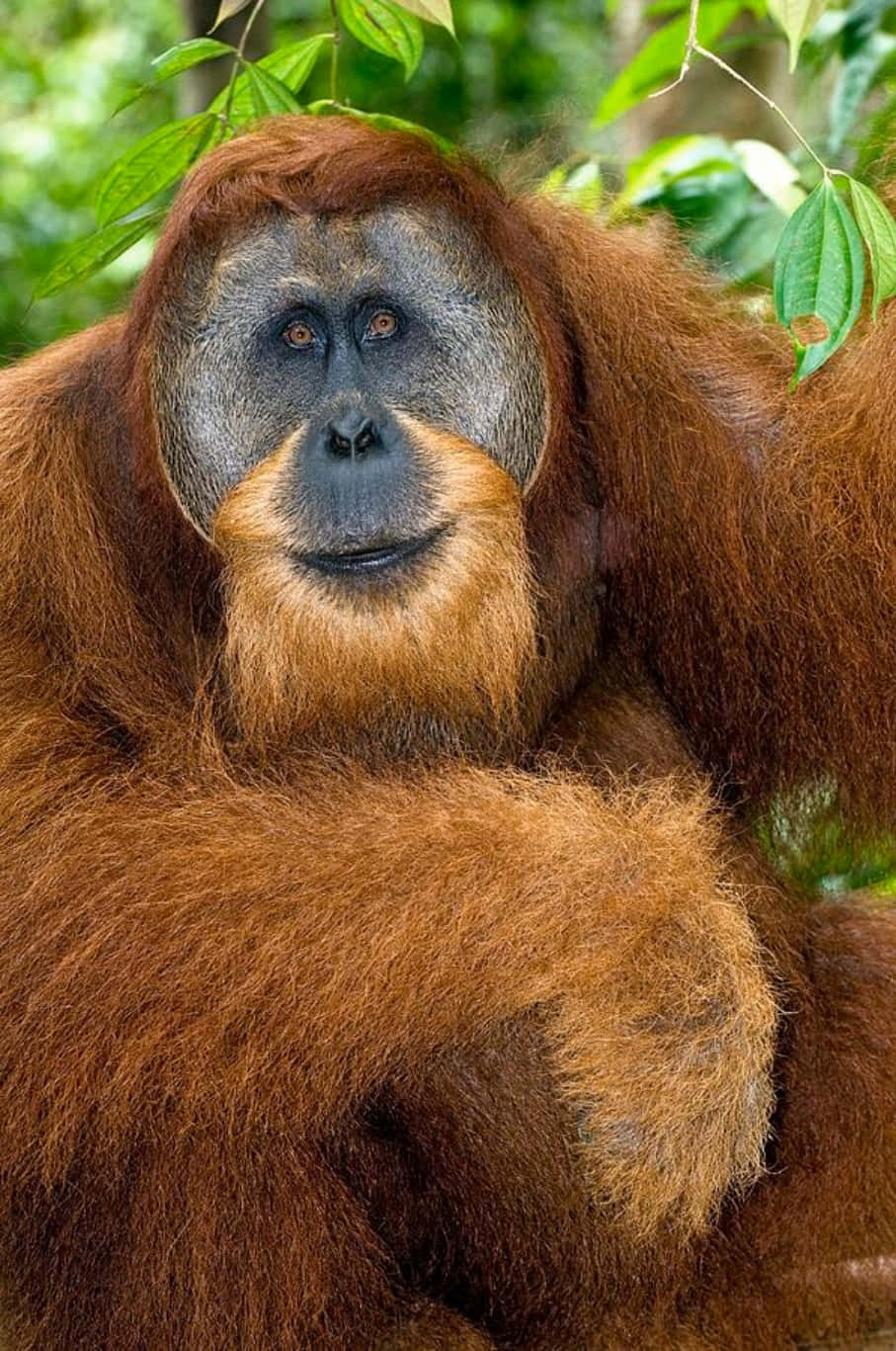 An Orangutan plays in the trees of its lush jungle habitat