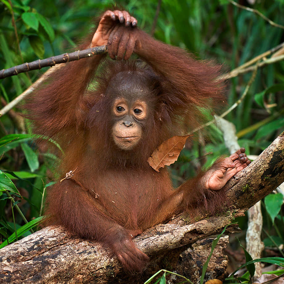 Orangutan - Genus Genus Genus Genus Genus Genus Genus Genus Gen