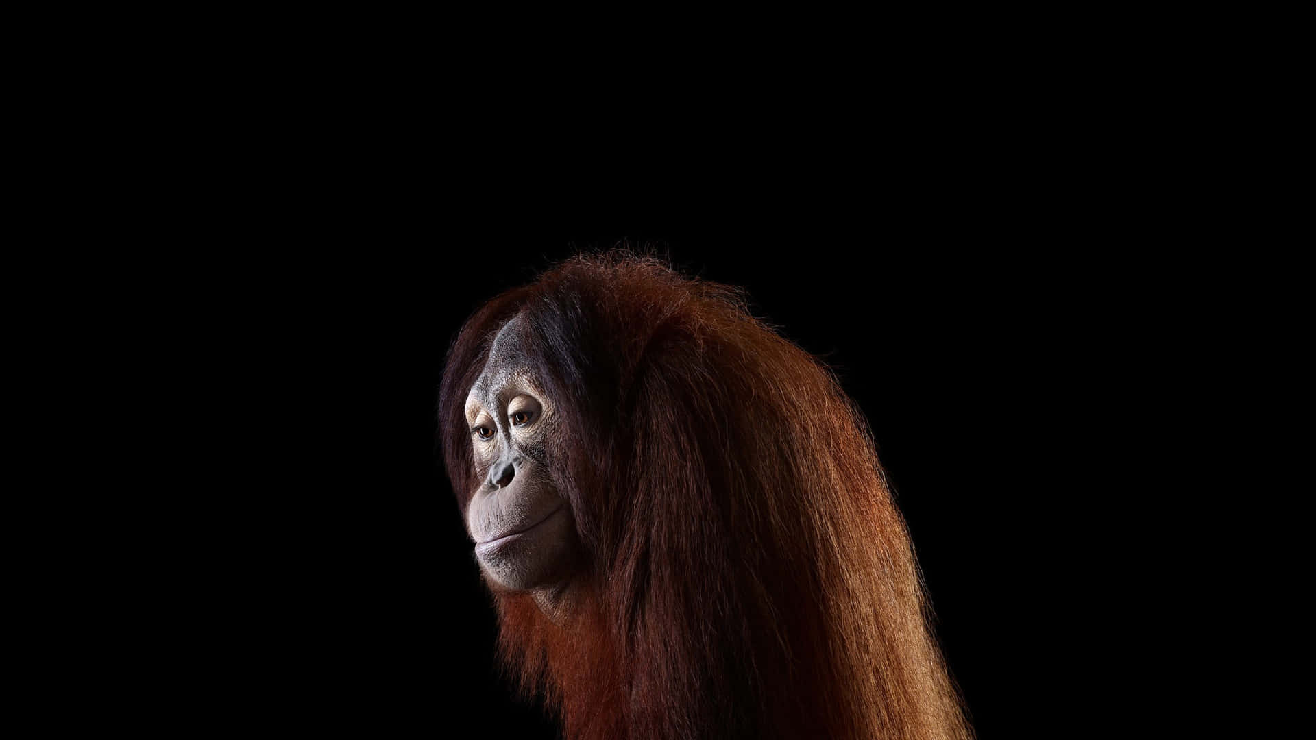 Orangutang Æstetisk Sideview Foto Tapet Wallpaper