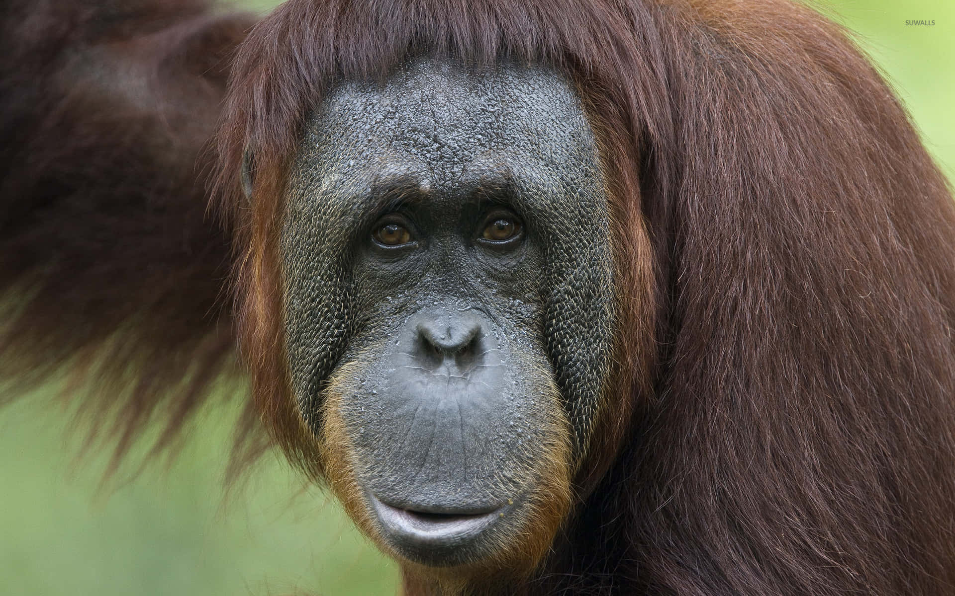 Orangutan Great Apes Of Asian Region Background