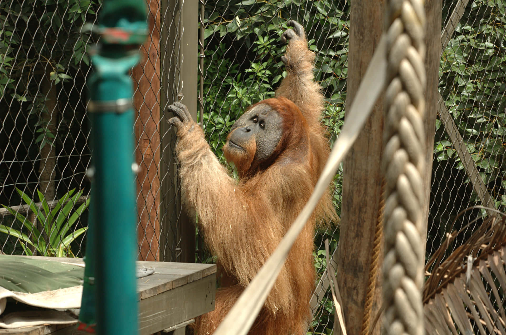 Orangutan Habitat Melbourne Zoo Wallpaper