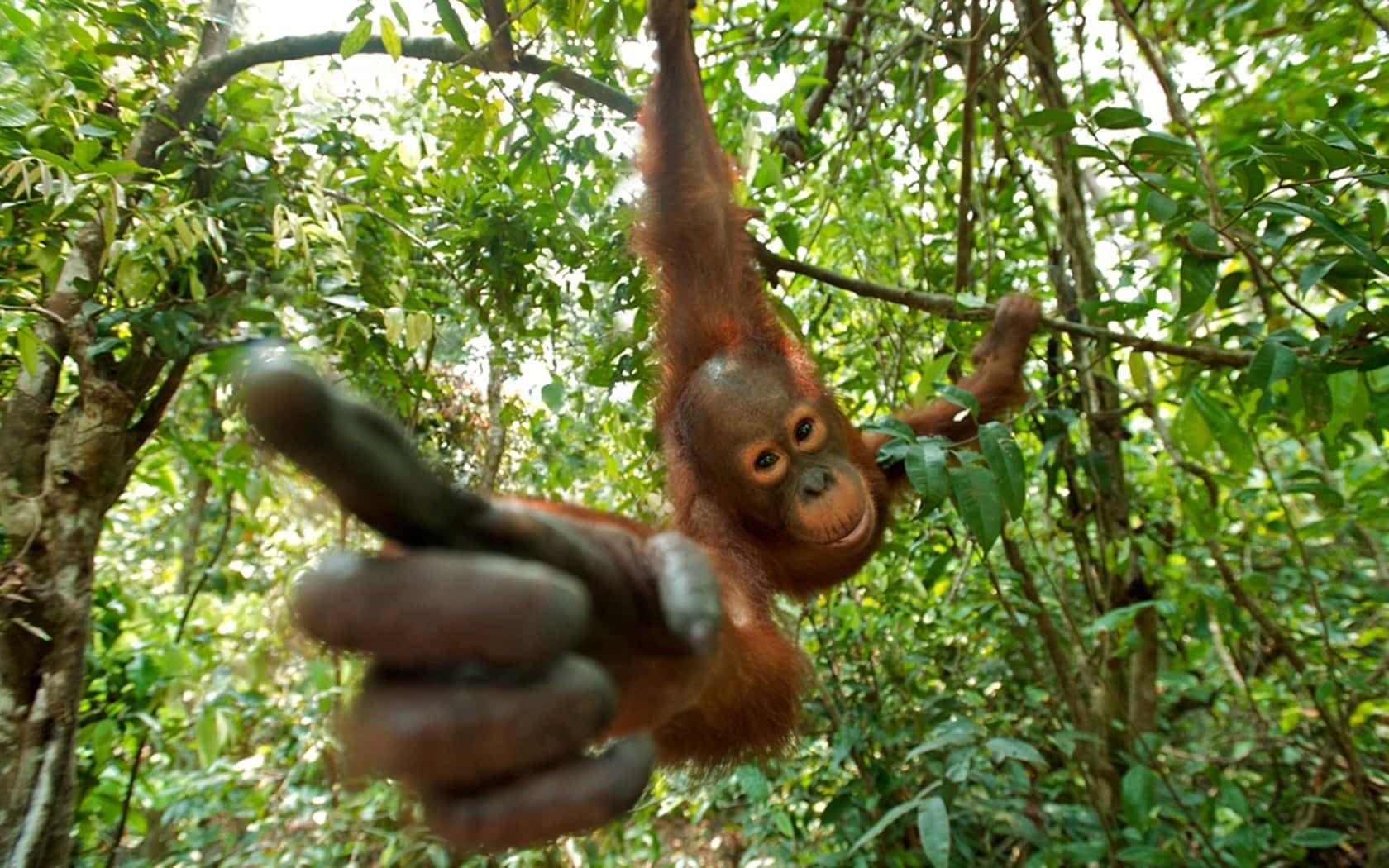 Orangutan Hangt An Bäumen Wallpaper