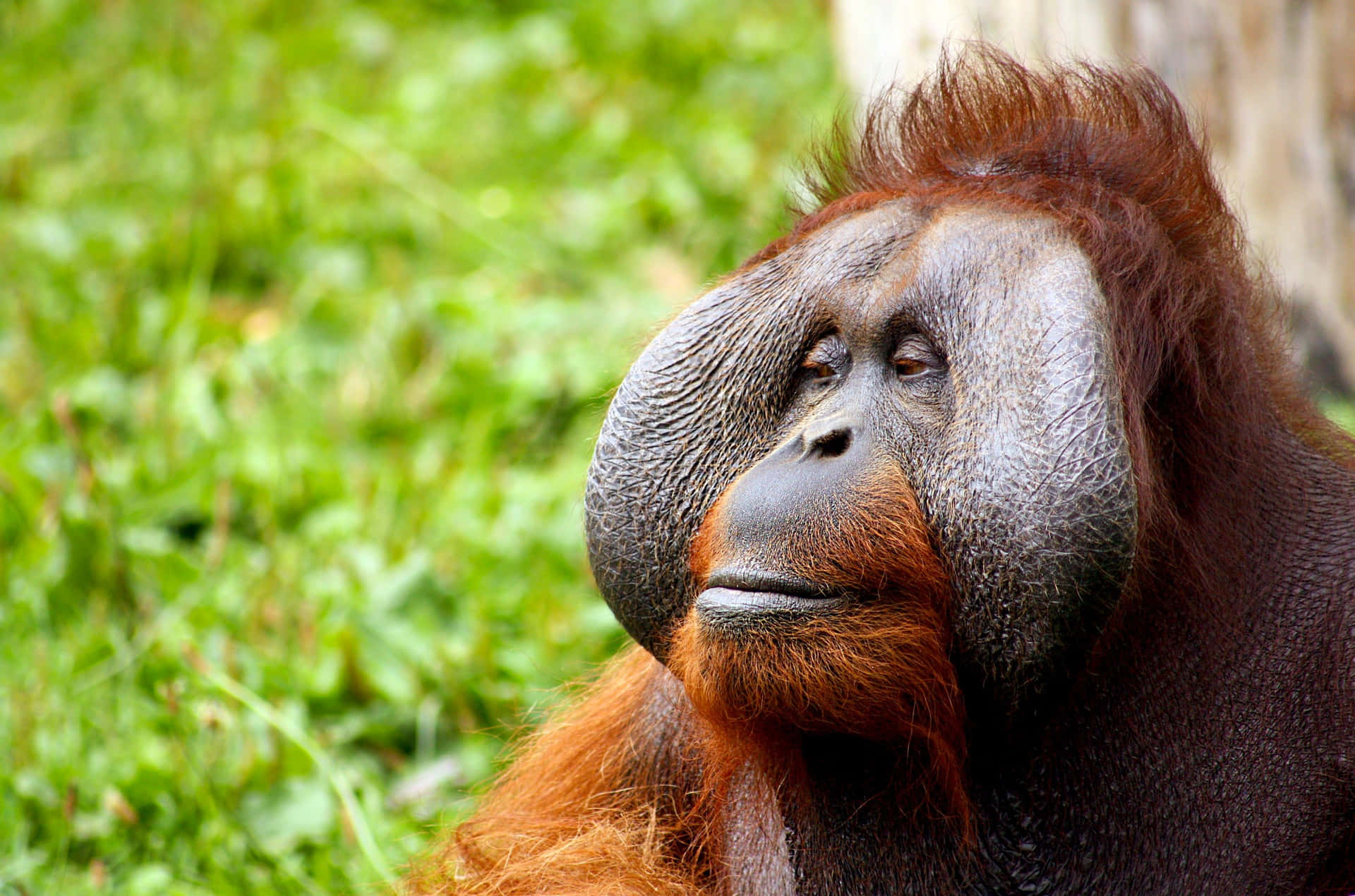 Orangutan: An Epitome of Intelligence in the Wild Wallpaper