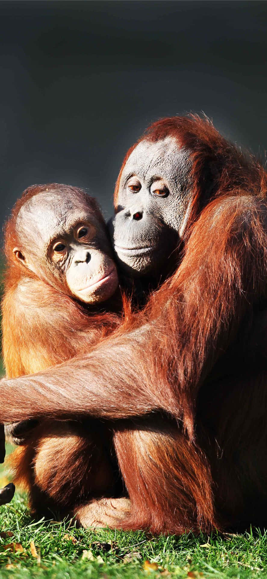 Orangutanesabrazándose Fondo de pantalla