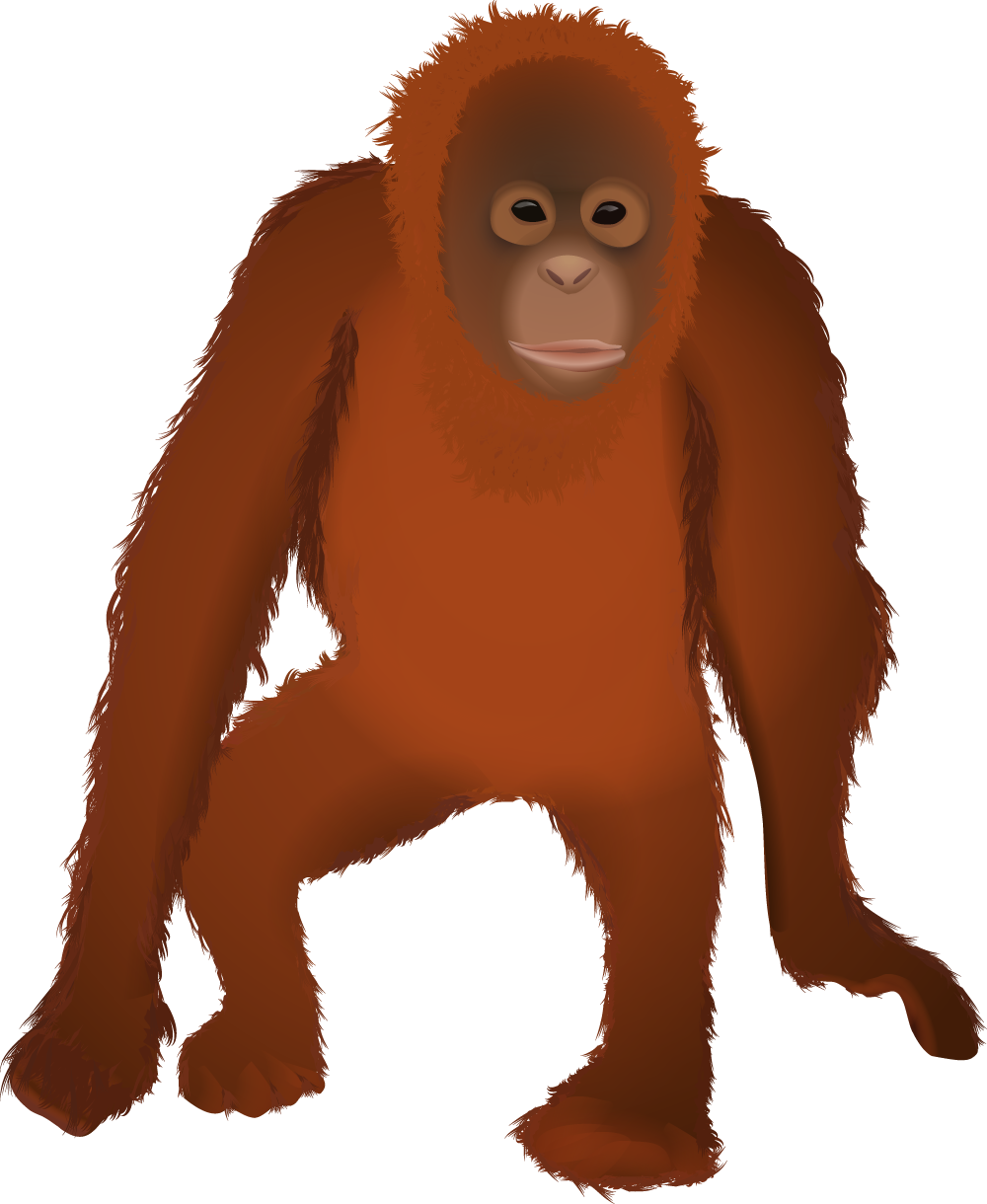 Orangutan Illustration PNG