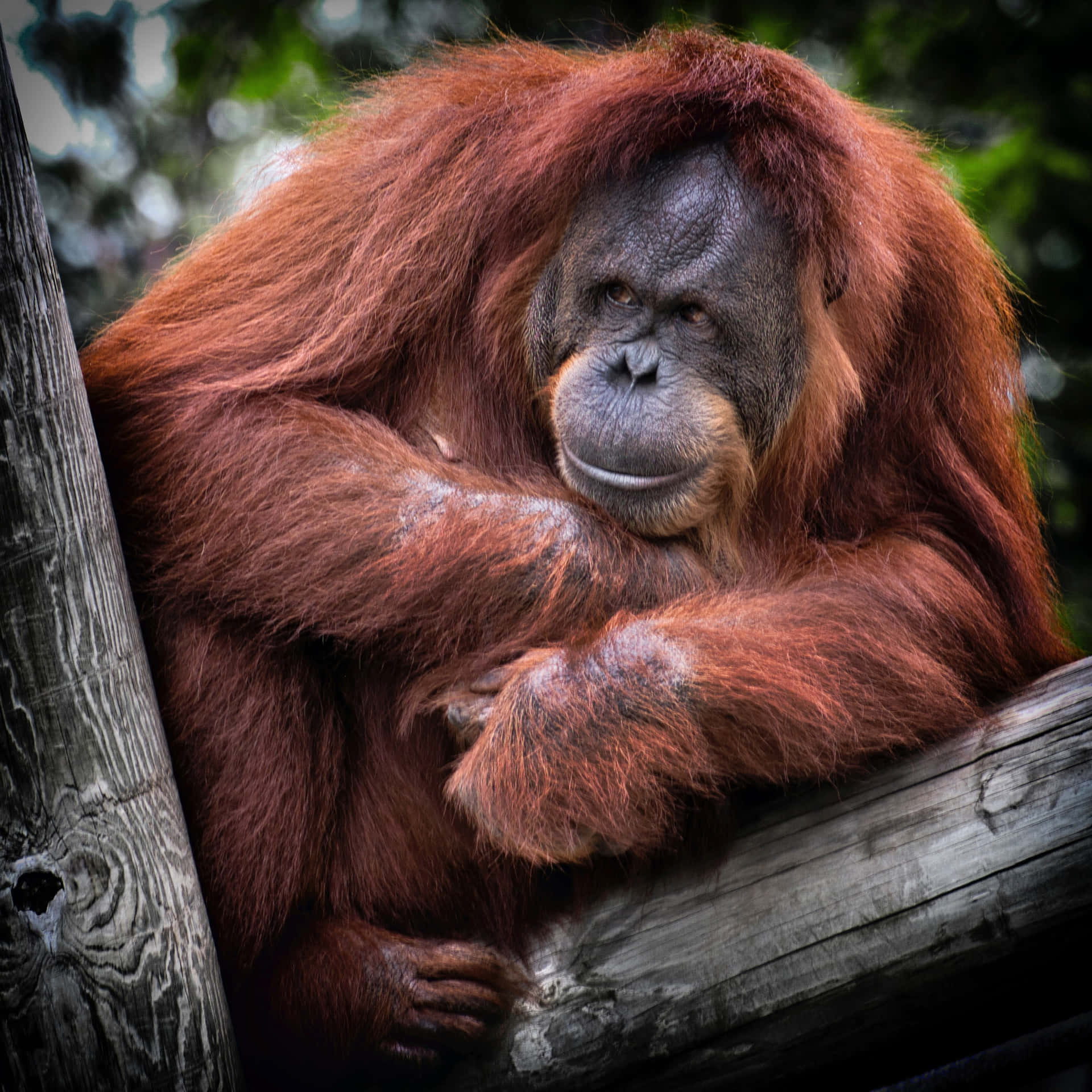 Orangutánel Mamífero Arbóreo Más Grande. Fondo de pantalla