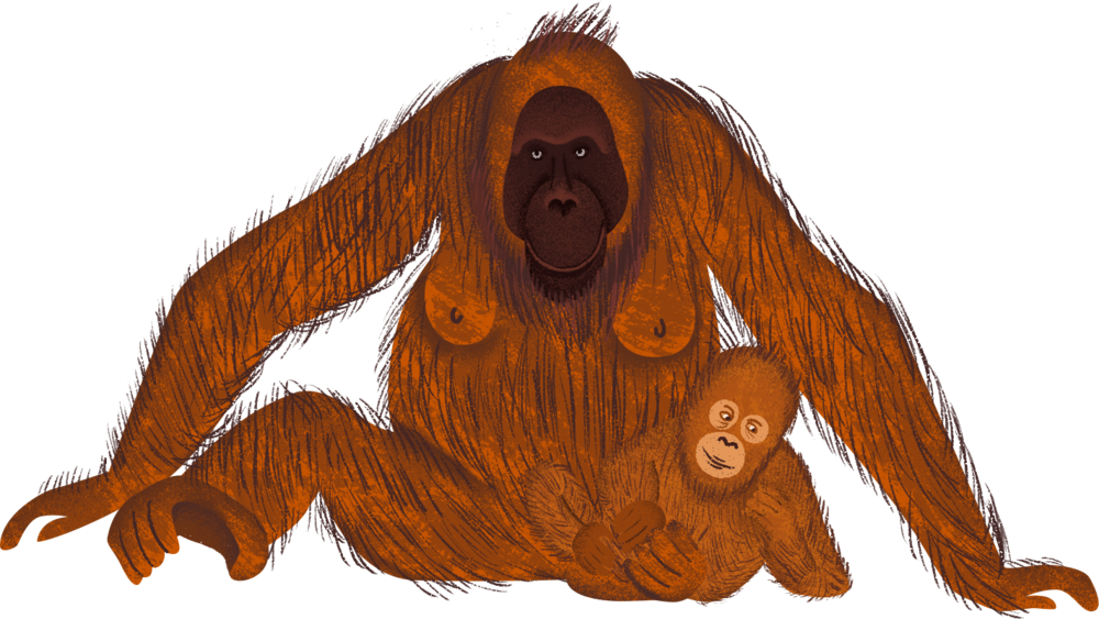 Download Orangutan Motherand Baby | Wallpapers.com