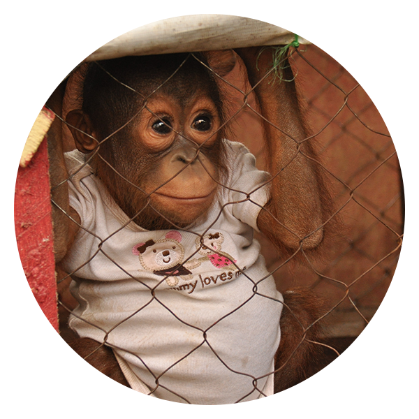 Orangutan Peeking Through Fence PNG