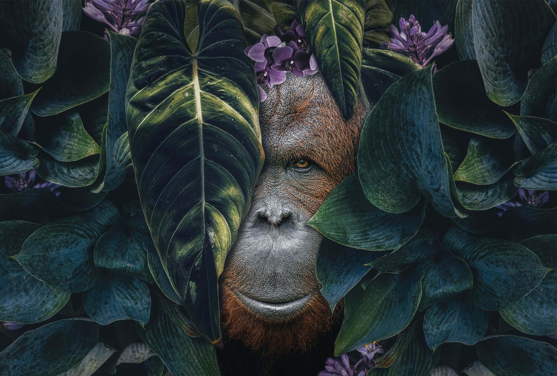 Curious Orangutan Amongst Greens Wallpaper