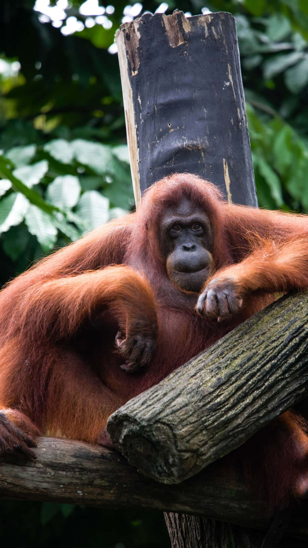 Download Orangutan_ Perched_ At_ Singapore_ Zoo Wallpaper | Wallpapers.com