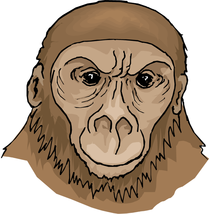 Orangutan Portrait Illustration PNG