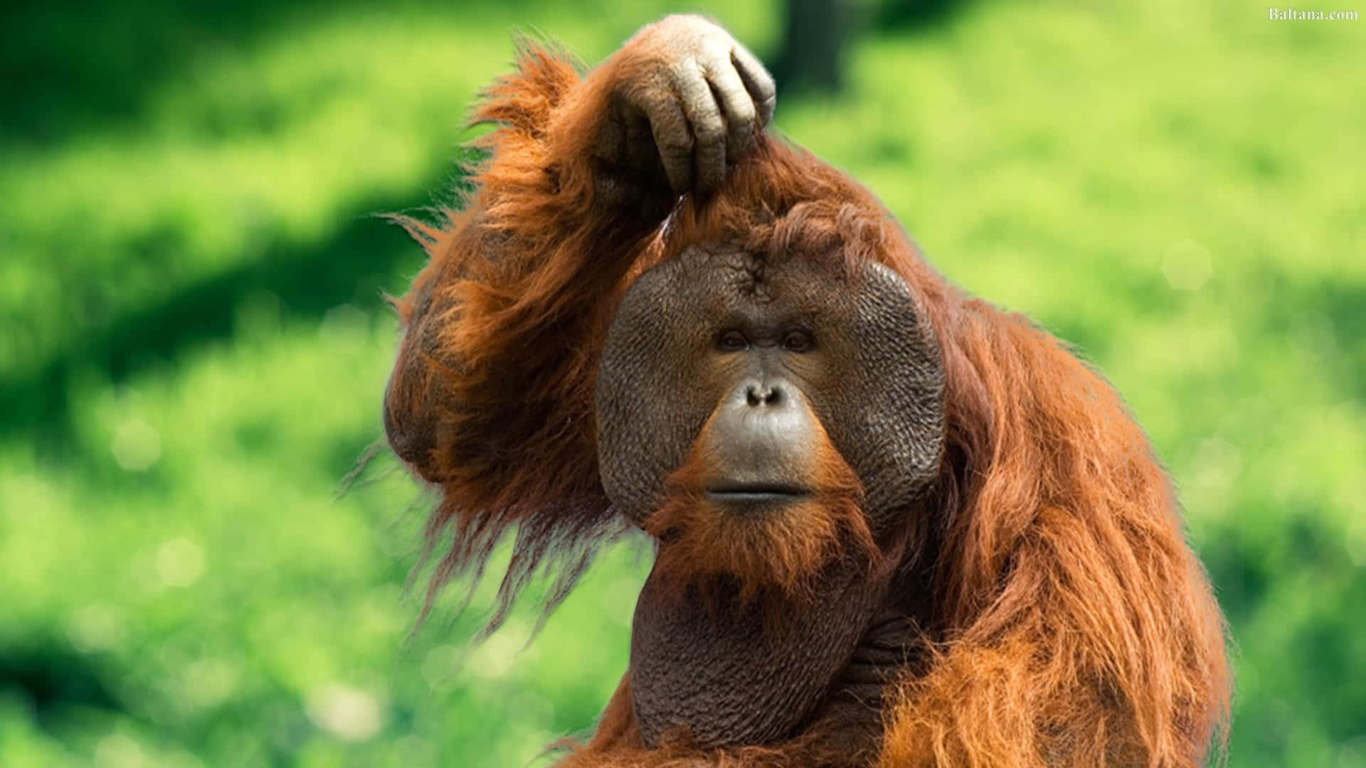 Orangutan Reddish-orange Ape Wallpaper