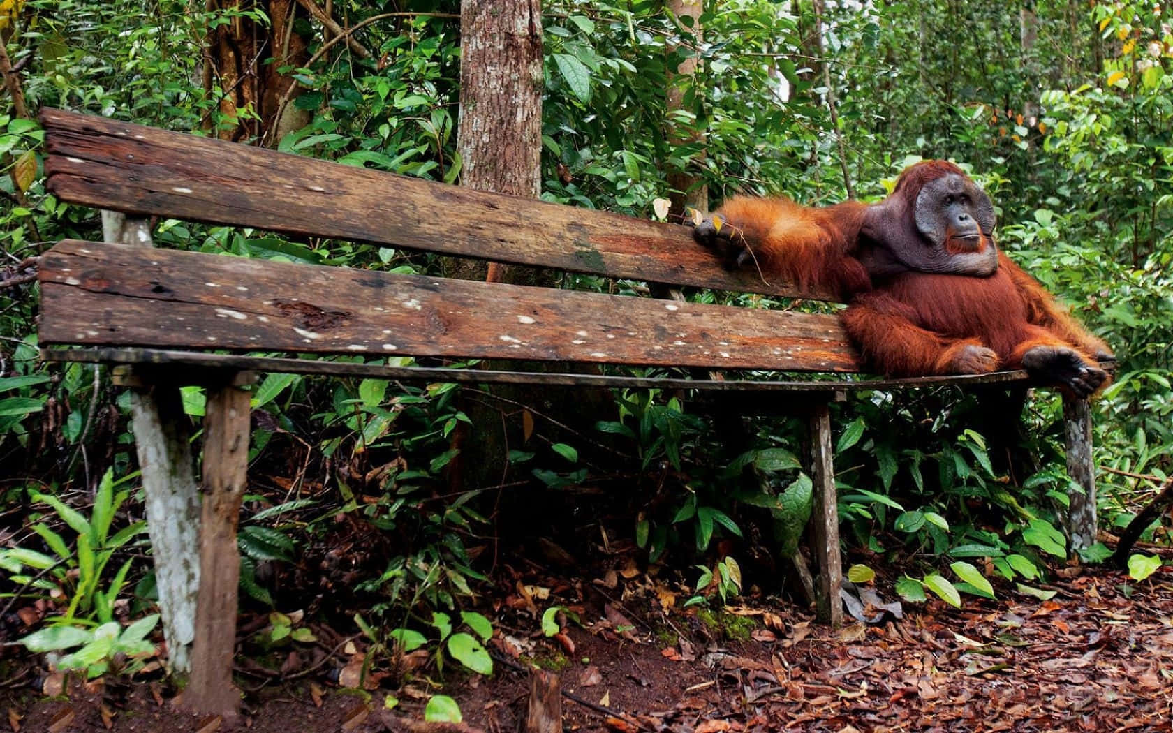 Orangutan Sitting On Wood Bench Wallpaper