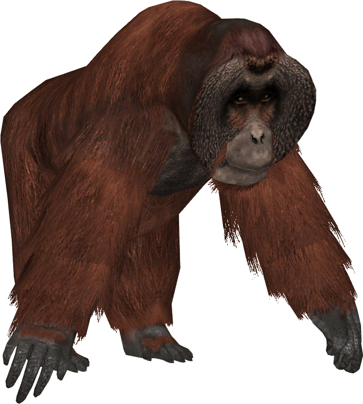 Orangutan Standing Transparent Background PNG